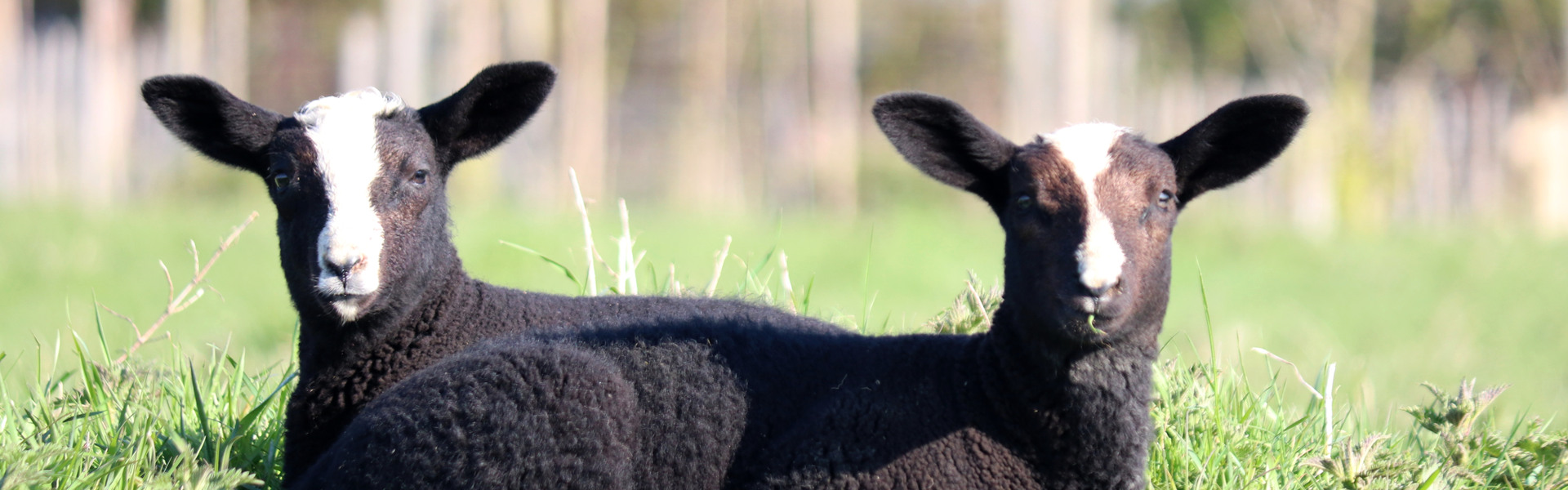 Två svarta lamm sitter ute på gräset